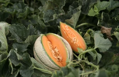 Coup de chapeau au melon du Haut-Poitou