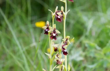 À la recherche des orchidées sauvages