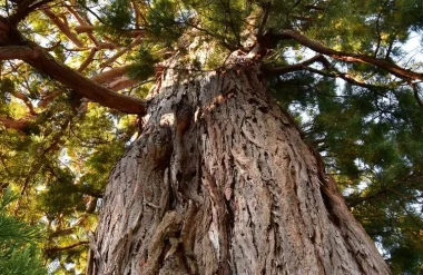 Les arbres remarquables en grand châtellerault